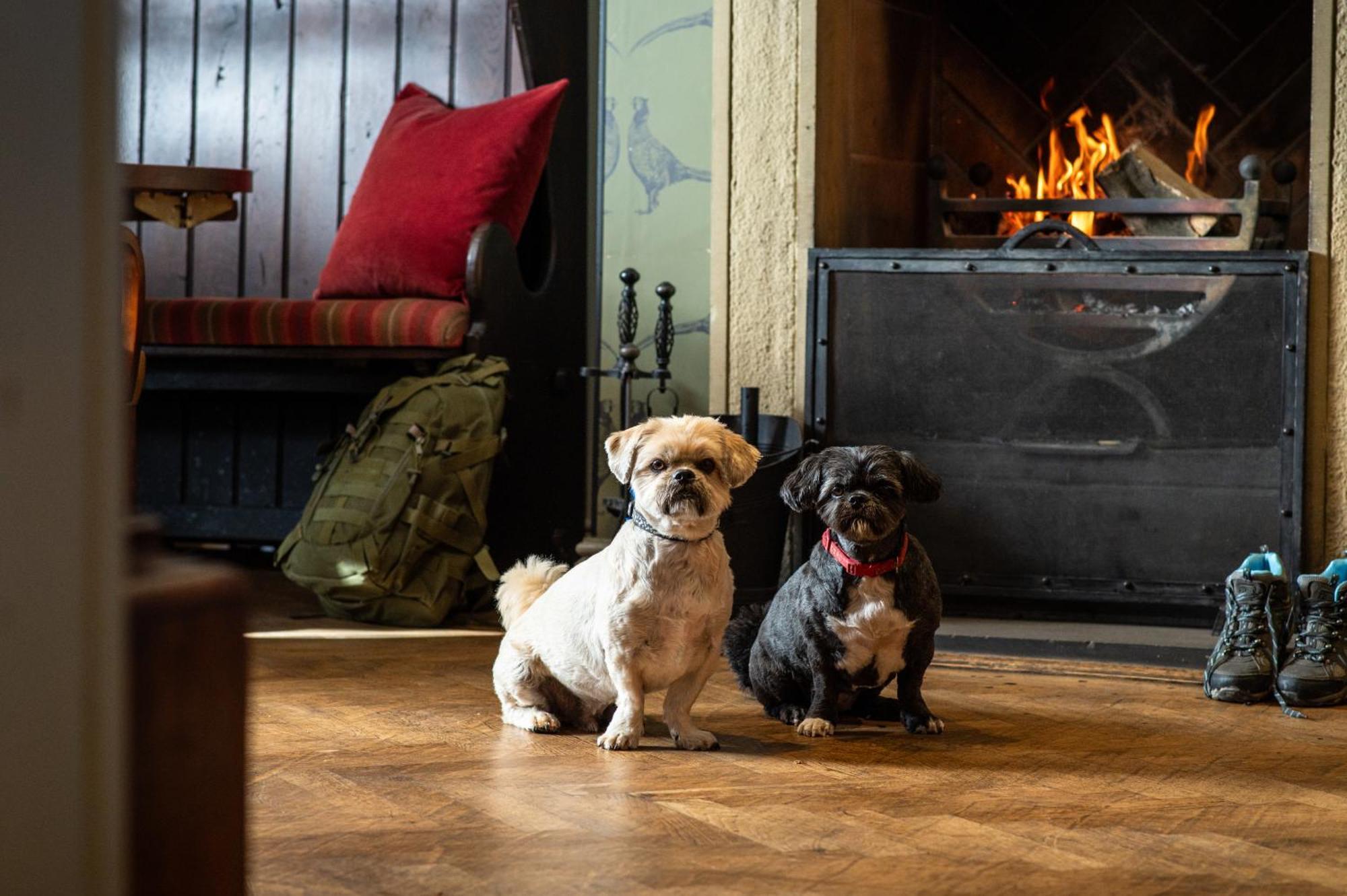 The Millstone, Mellor 호텔 블랙번 외부 사진 Dogs at the Inn